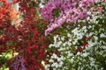 Azalea Bushes in Bloom in the Springtime Royalty Free Stock Photo