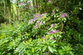 Azalea bushes blossoming on a banks on Muckross Lake, also called Middle Lake or The Torc, located in Killarney National Park,