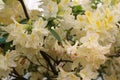 Azalea `Daviesii`. Blooming bush of the white Rhododendron Royalty Free Stock Photo