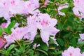 Azalea festival. Azaleas in springtime. Blooming pink azalea flowers close-up Royalty Free Stock Photo