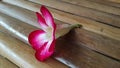 Azalea flower on bamboo chair Royalty Free Stock Photo