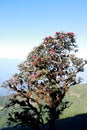 Azalea flower at a cliff on a mountain Royalty Free Stock Photo