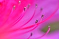 Azalea flower closeup