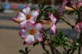 Azalea flower or desert rose Royalty Free Stock Photo