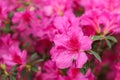 Azalea flower in pink, with some spots on its leaves