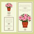 Azalea flower in pot banners