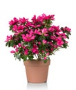 Azalea flower is in the pot. Bright beautiful pink flowers isolated on white Royalty Free Stock Photo