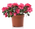 Azalea flower pot flowers Royalty Free Stock Photo