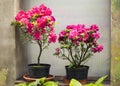 Azalea flower in the pots