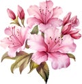 Azalea Flower Watercolor Clipart