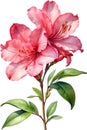 Azalea flower watercolor painting. AI-Generated.