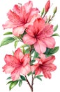 Azalea flower watercolor painting. AI-Generated.