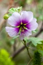 Azalea flower Royalty Free Stock Photo