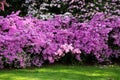 Azalea flowering shrub Royalty Free Stock Photo