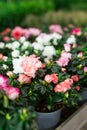 Azalea flowering shrubs in floral shop Royalty Free Stock Photo