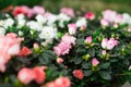 Azalea flowering shrubs in floral shop Royalty Free Stock Photo