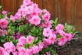 Azalea, flowering shrubs member of the genus Rhododendron Royalty Free Stock Photo