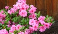 Azalea, flowering shrubs member of the genus Rhododendron Royalty Free Stock Photo