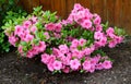 Azalea, flowering shrubs member of the genus Rhododendron Royalty Free Stock Photo