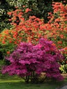 Azalea flowering shrubs Royalty Free Stock Photo