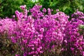 The azalea flowering shrubs Royalty Free Stock Photo