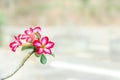 Desert Rose/Impala Lily/Adenium Pink flower/ Background blur. Royalty Free Stock Photo