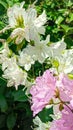 azalea flowers bloom in the spring garden