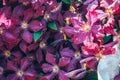 Azalea flowers blooming in garden, Bangkok, Thailand. Royalty Free Stock Photo