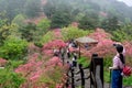 Azalea flowers Royalty Free Stock Photo