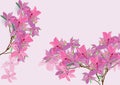 Azalea flowers hand drawn watercolor brush design isolated picture for object