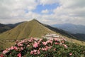 Azalea flowers on Hehuan Mountain Royalty Free Stock Photo