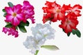 Azalea flowers isolated on white background Royalty Free Stock Photo