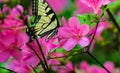 Azalea Flowers and Monarch Butterfly Royalty Free Stock Photo