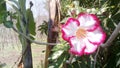 Azalea flowers