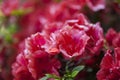 Azalea flowers Royalty Free Stock Photo