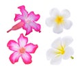 Azalea flowers and Plumeria flowers  isolated on white background Royalty Free Stock Photo