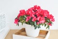 Azalea flowers in a pot. Balcony garden