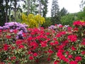 Azalea flowers red and pink, Golden Chain and conifer trees Arboretum in Glinna, Poland May 2019
