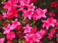 Azalea flowers (Rhododendron pentanthera) in early spring with m