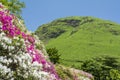 Azalea flowers on slopes Royalty Free Stock Photo