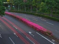 Azalea in full bloom at center divider at dawn in Tokyo