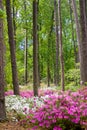 Pink And White Azalea Garden 