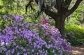 Azalea Garden Charleston South Carolina Royalty Free Stock Photo