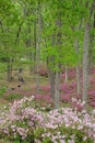 Azalea gardens in full bloom