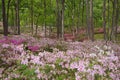 Northwest Louisiana azalea gardens in full bloom