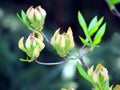 Azalea green, yellow and pink buds Royalty Free Stock Photo