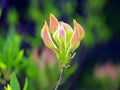 Azalea green, yellow and pink buds Royalty Free Stock Photo