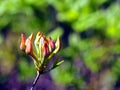 Azalea green, yellow and pink buds Royalty Free Stock Photo