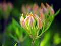 Azalea green, yellow and pink buds Royalty Free Stock Photo