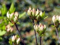 Azalea green, yellow and pink buds Royalty Free Stock Photo